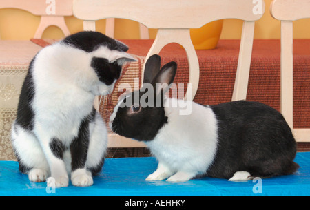 Haustier Katze & Kaninchen zusammen Stockfoto