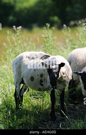 Ein einzelnes neugierig aussehende weiße und schwarze Schaf hebt sich von der Herde auf einem grünen walisischen Tal in Mid Wales Großbritannien GB Stockfoto