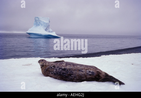 Weddell Seal Leptonychotes Weddelli Antarktis Stockfoto