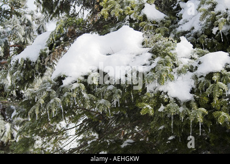 Eiszapfen hängen von Schnee bedeckt Fichte Stockfoto