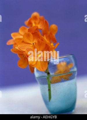 Orange Orchideen Stockfoto