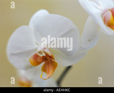 Weiße Orchidee, close-up Stockfoto