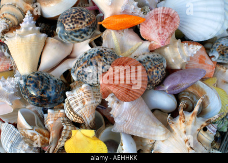 Sortierte seashells Nahaufnahme Stockfoto