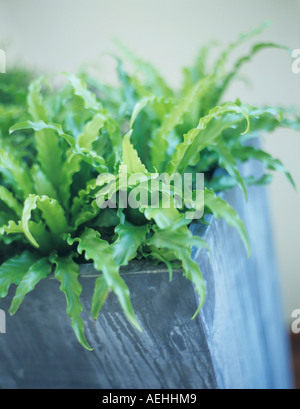 Farn im Blumentopf, Nahaufnahme Stockfoto