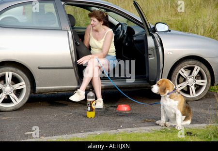 Frau saß im Auto rauchen mit Beagle-Jagdhund-Hund an der Leine Keepers Teich Blorenge Wales UK Stockfoto