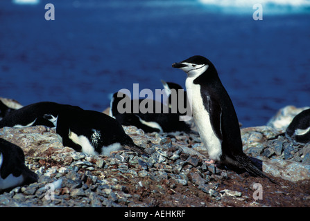 Kinnriemen Pinguin Stockfoto