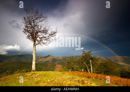 Arco Iris y Haya Quinto Real Kintoa Navarra España Regenbogen und Buche Navarra-Spanien Stockfoto