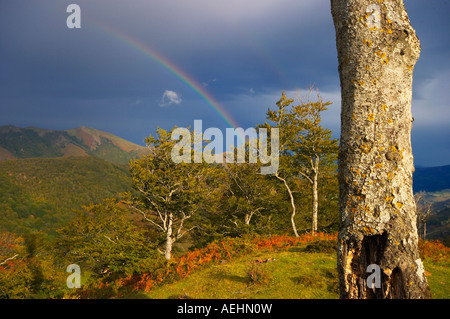 Arco Iris y Haya Quinto Real Kintoa Navarra España Regenbogen und Buche Navarra-Spanien Stockfoto