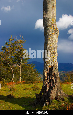 Arco Iris y Haya Quinto Real Kintoa Navarra España Regenbogen und Buche Navarra-Spanien Stockfoto