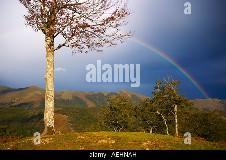 Arco Iris y Haya Quinto Real Kintoa Navarra España Regenbogen und Buche Navarra-Spanien Stockfoto