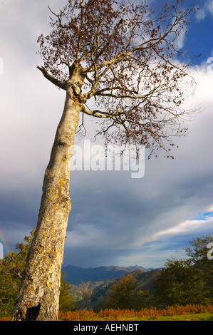 Haya Quinto Real Kintoa Navarra España Buche Navarra Spanien Stockfoto