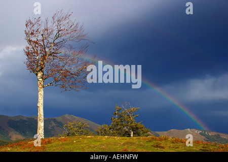 Arco Iris y Haya Quinto Real Kintoa Navarra España Regenbogen und Buche Navarra-Spanien Stockfoto