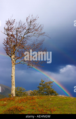 Arco Iris y Haya Quinto Real Kintoa Navarra España Regenbogen und Buche Navarra-Spanien Stockfoto