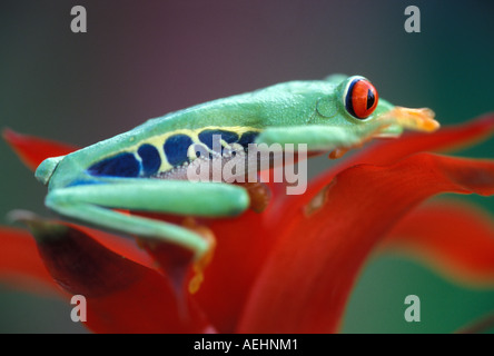 Rotäugigen Baumfrosch Stockfoto