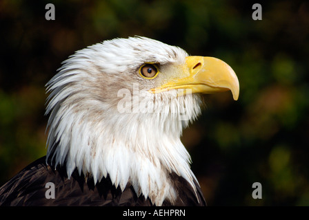 Eine Nahaufnahme des Kopfes von einem Weißkopf-Seeadler - Haliaeetus leucocephalus Stockfoto