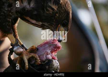 Weibliche Falkner Stefanie Paul ist Kaninchen mit Alice, ihren amerikanischen Wüste Bussard Falke Falcon Muenchen bin 25 08 2007 Stockfoto