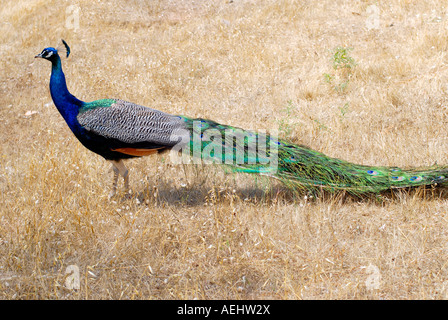 ein Pfau Stockfoto