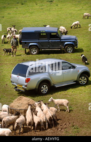 EINE SCHAF-FARMER-STREUUNG ZU ERNÄHREN, EINE VOR KURZEM GESCHOREN HERDE AUF EINEM GLOUCESTERSHIRE FARM UK Stockfoto