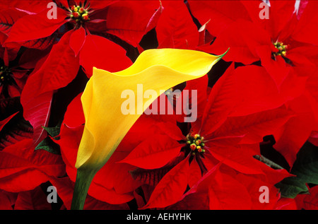 Gelbe Calla Lilie gegen rote Weihnachtssterne Stockfoto