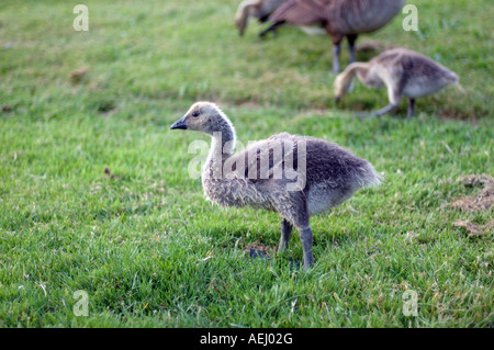 Baby Kanadagänse in den Rasen. Stockfoto