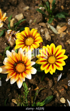 Gazania. Tiger stripes. Stockfoto