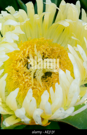 Eine gelbe Carpobrotus Modestus in voller Blüte. Salem, Eastern Cape, Südafrika Stockfoto