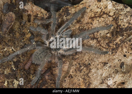 Ein großer Star Burst Pavian Spinne, Salem, Eastern Cape, Südafrika Stockfoto