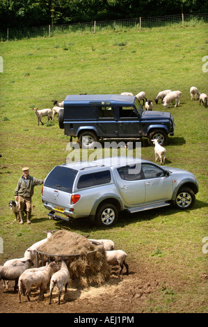 EINE SCHAF-FARMER-STREUUNG ZU ERNÄHREN, EINE VOR KURZEM GESCHOREN HERDE AUF EINEM GLOUCESTERSHIRE FARM UK Stockfoto