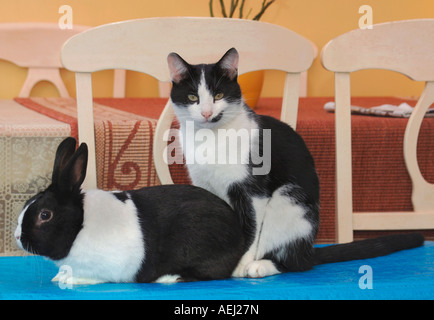 Haustier Katze & Kaninchen zusammen Stockfoto