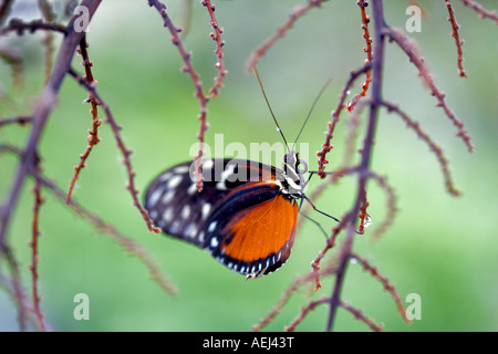 Goldene Helicon Schmetterlinge Helicomius Aigeus Portland Zoo Oregonm Stockfoto