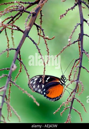 Goldene Helicon Schmetterlinge Helicomius Aigeus Portland Zoo Oregonm Stockfoto