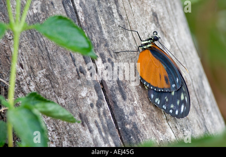 Goldene Helicon Heliconius Aigeus an Portland Zoo Schmetterling Garten Oregon Stockfoto