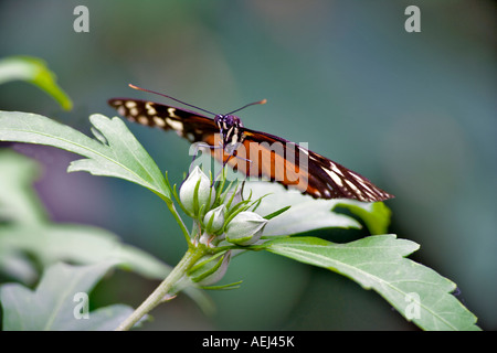 Goldene Helicon Heliconius Aigeus an Portland Zoo Schmetterling Garten Oregon Stockfoto