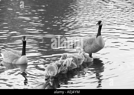 Kanadische Gänse Baby Eltern Reinigung sich Crystal Springs Rhododendron Garten Portland Oregon Stockfoto