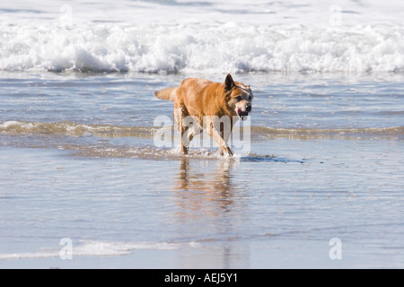 Australian Cattle Dog spielen in den Wellen am Strand. Stockfoto