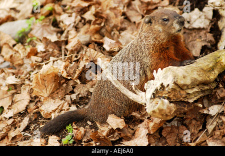 Murmeltier im Laub Stockfoto