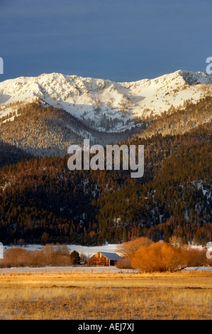 Verschneiten Weide und Elkhorn Palette Blue Mountains Oregon Stockfoto