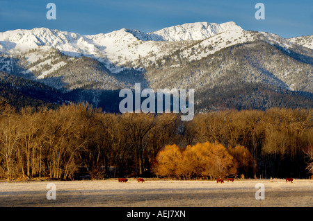 Verschneiten Weide Kühe und Elkhorn Reichweite im Winter Blue Mountains Oregon Stockfoto