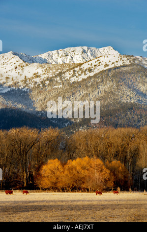 Weide-Kühe und Elkhorn Reichweite im Winter Blue Mountains Oregon Stockfoto