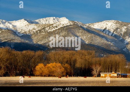 Weide-Kühe und Elkhorn Reichweite im Winter Blue Mountains Oregon Stockfoto