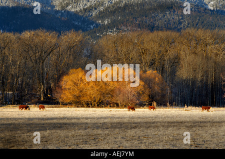 Weide-Kühe und Elkhorn Reichweite im Winter Blue Mountains Oregon Stockfoto