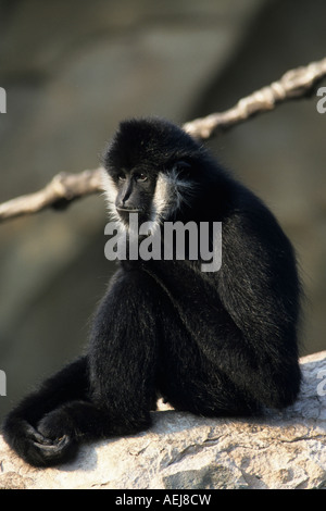 Gibbon, männliche weiße-cheeked Crested Gibbon (Nomascus Leucogenys) Stockfoto