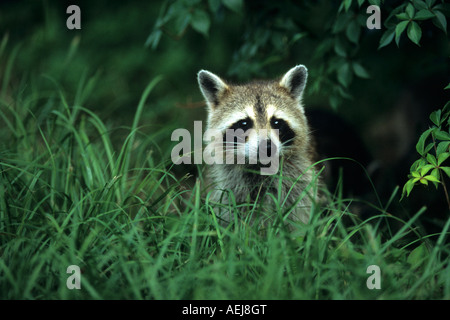 Waschbär (Procycyon Lotor) Stockfoto