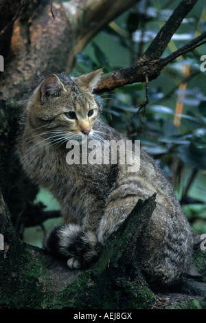 Wildkatze (Felis Silvestris) Stockfoto