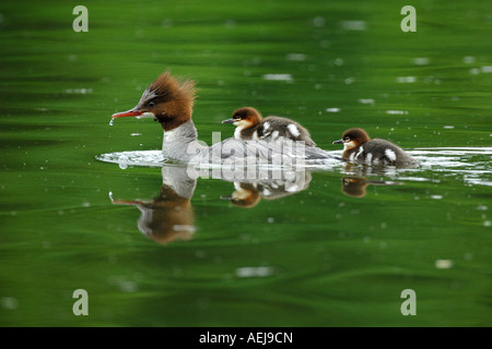 Gemeinsamen Prototyp (Mergus Prototyp), Weibchen mit Küken auf dem Rücken schwimmen Stockfoto