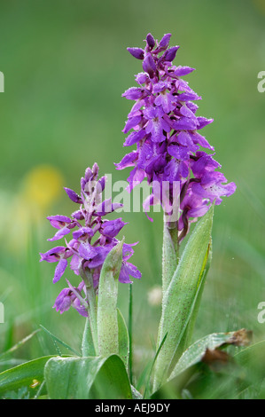 Frühe lila Orchidee (Orchis Mascula) mit Tautropfen Stockfoto