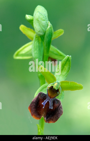 Frühe Spinne-Orchidee (Ophrys Sphegodes) Stockfoto