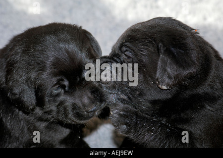 Labrador Retriever Welpen, schwarz Stockfoto