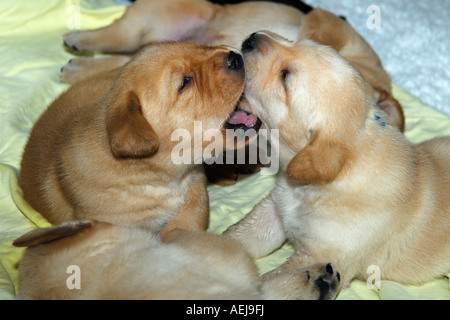 Labrador Retriever Welpen, gelb Stockfoto