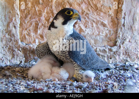 Wanderfalke (Falco Peregrinus), Weibchen mit Küken Stockfoto